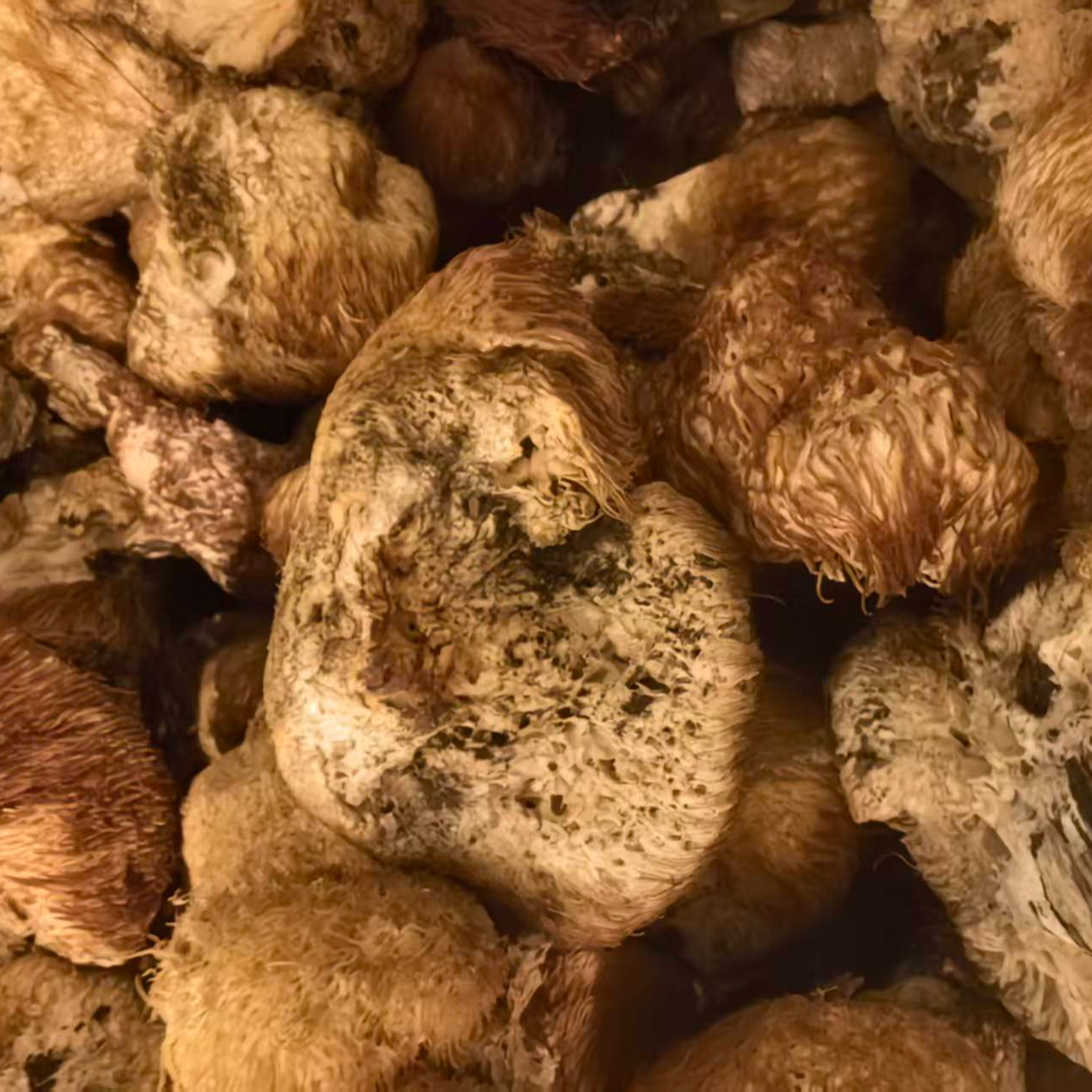 东北长白山野生猴头菇干货可煲汤炖鸡的菌菇食材