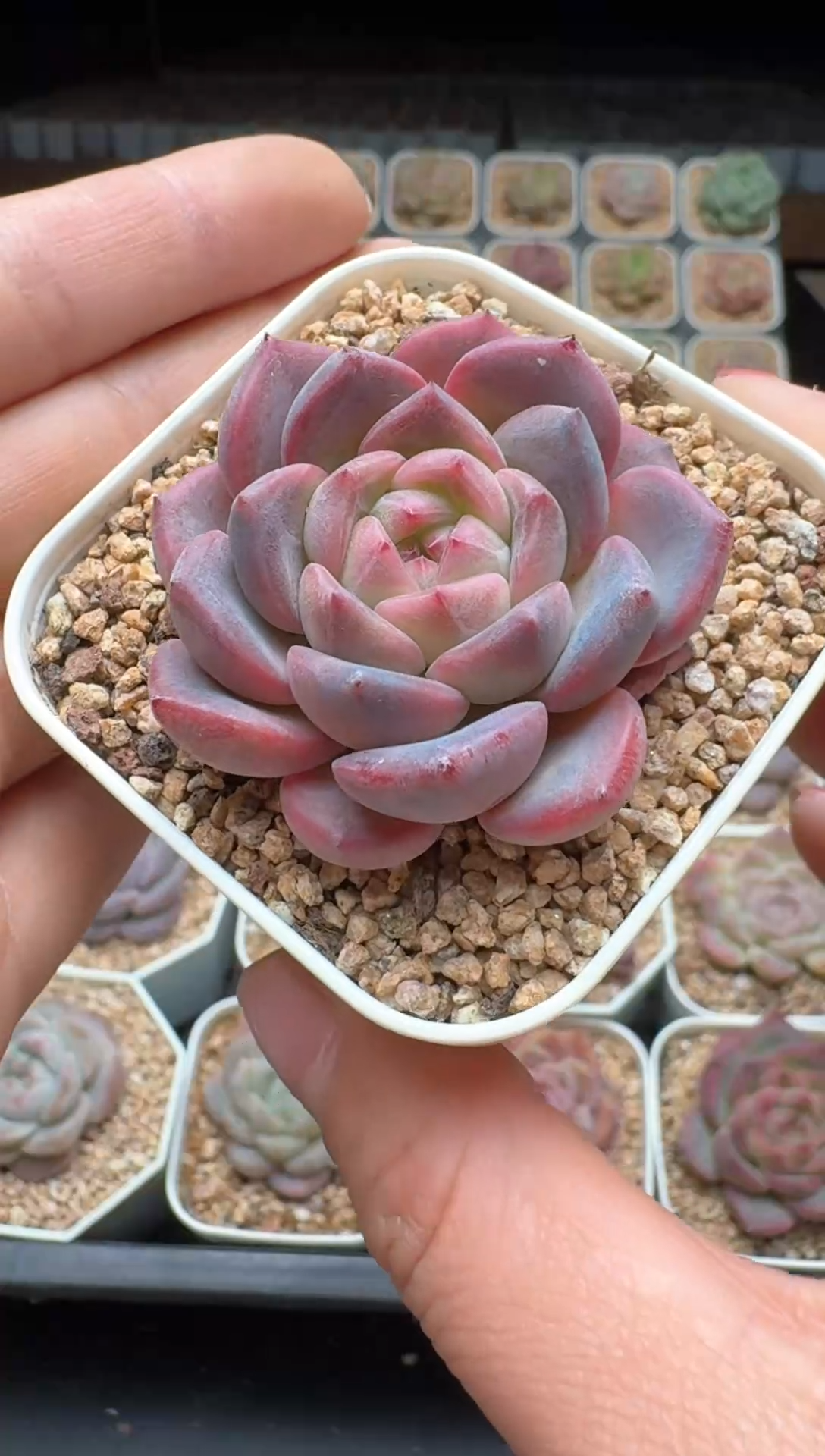 【闪购商品】425号 珍妮杂交多肉 花卉植物