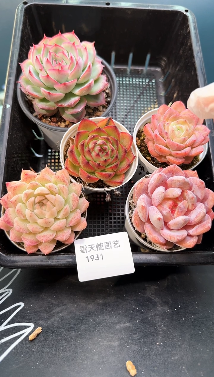 19  31   多肉5 颗 