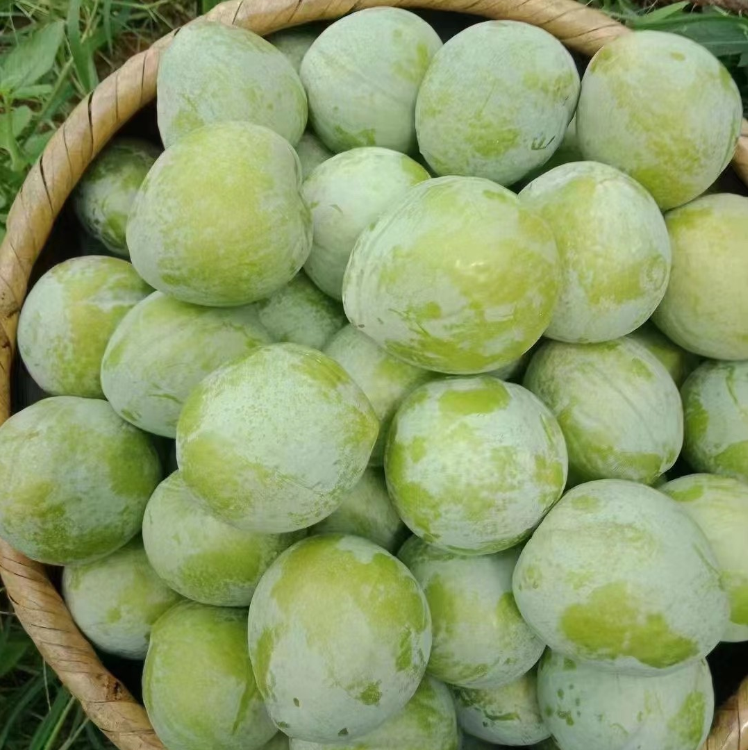 正宗福建古田高山油奈李当季新鲜水果5斤鲜甜肉厚多汁酸甜可口