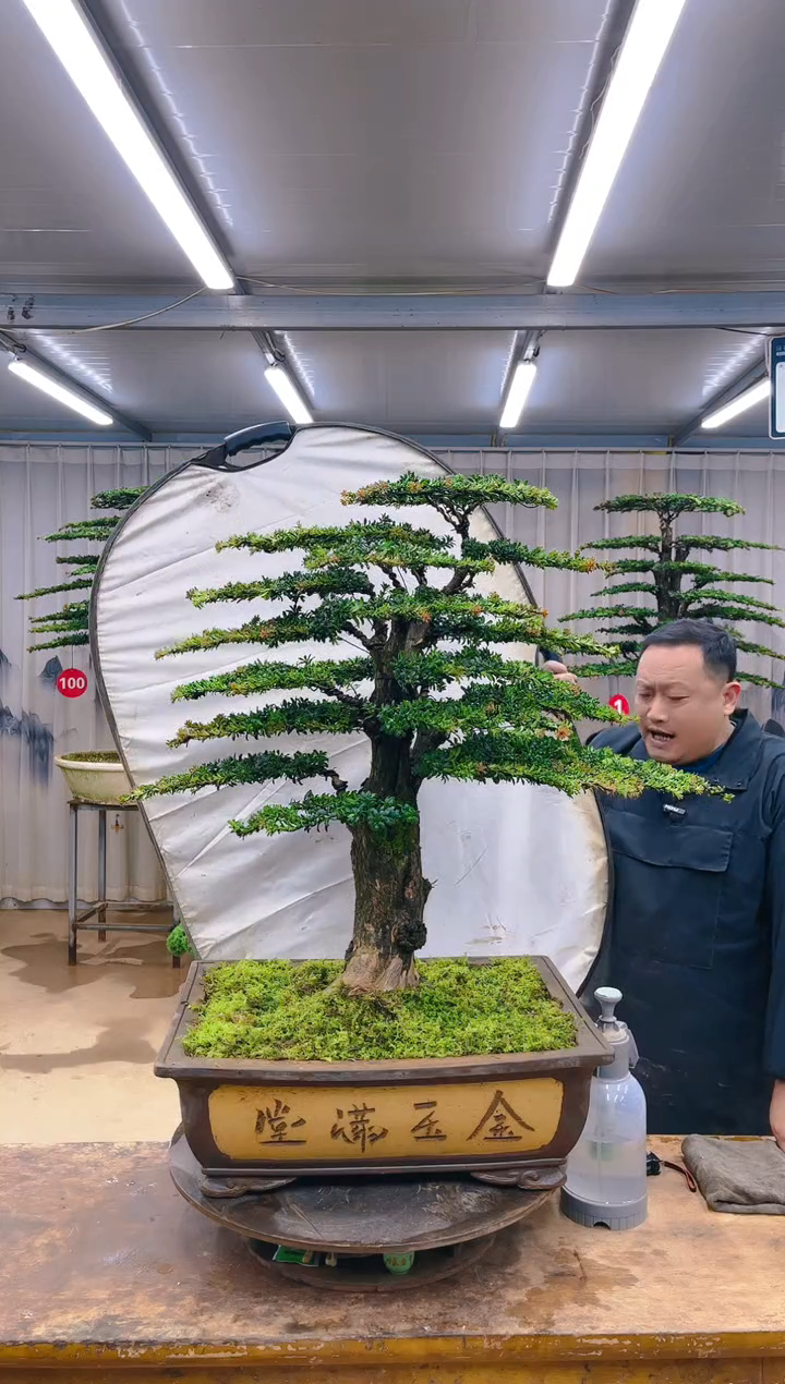 无花朵精品盆景  一物一拍