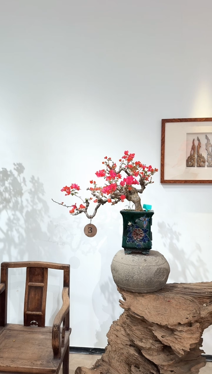 完全开放李*四季红三角梅