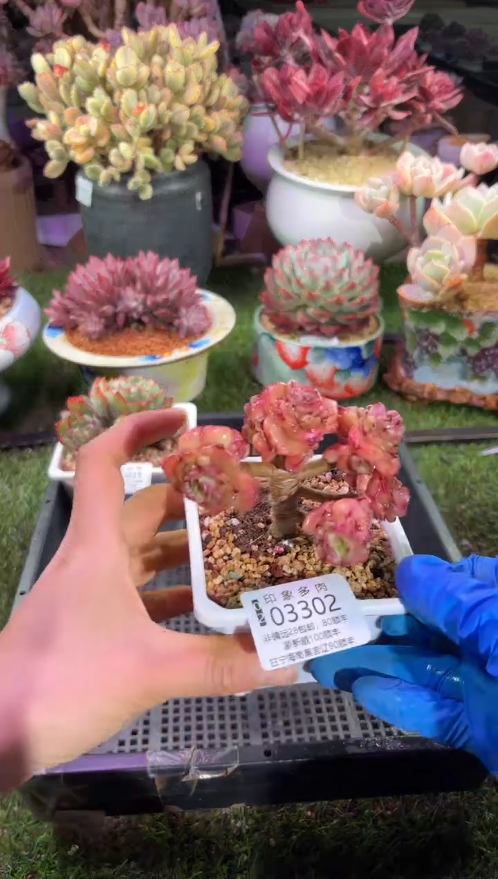 【闪购商品】03302