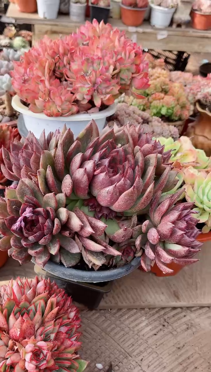 【闪购商品】23301