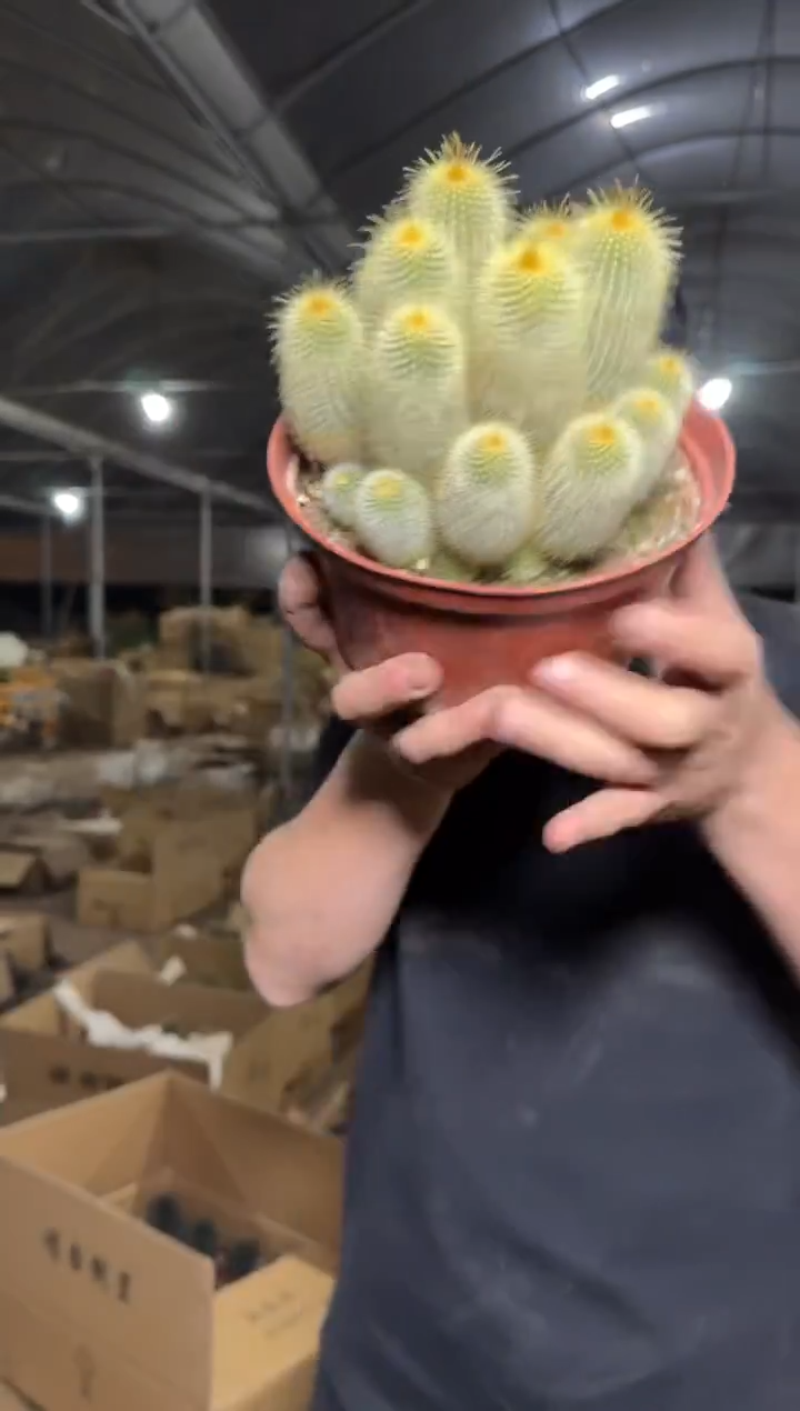 大群生 金丝猴【带根】