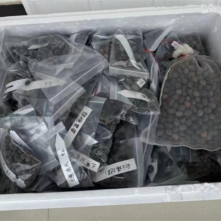 艺莲苑直播福袋 宝地霞光5粒