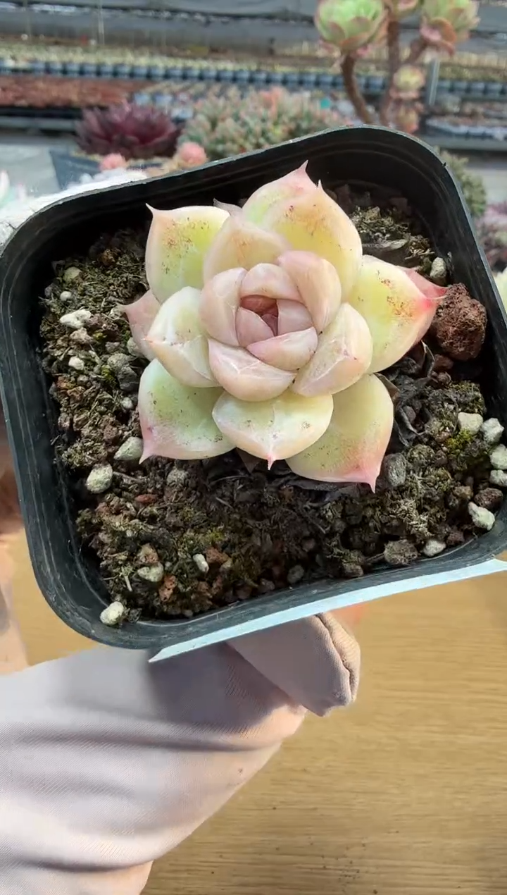 东云多肉园二店-346