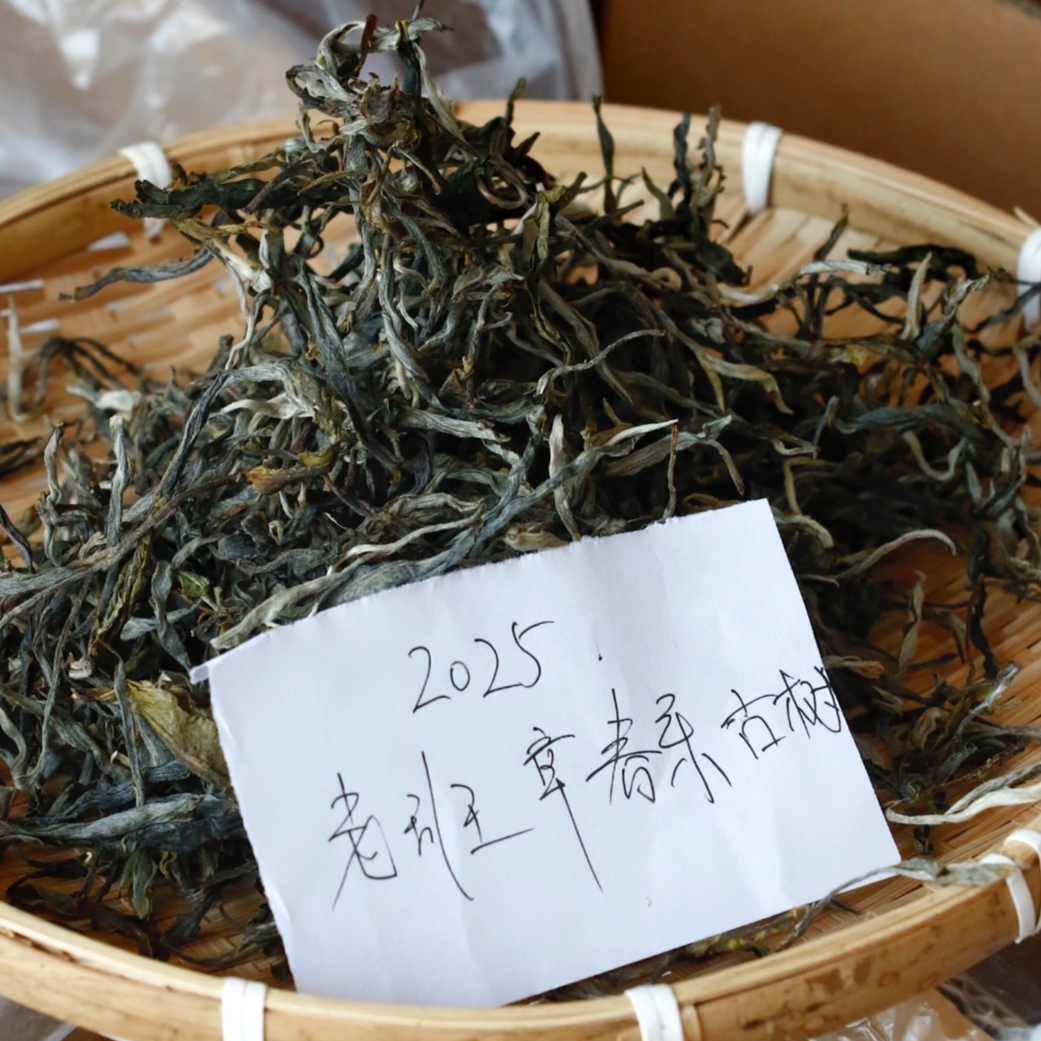 新粉尝鲜限购20单！纯正血统 回甘之王 2025年头春老班章古树生茶