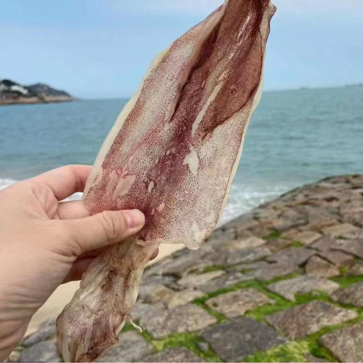 福建东山特产鱿鱼干中等规格顺丰包邮