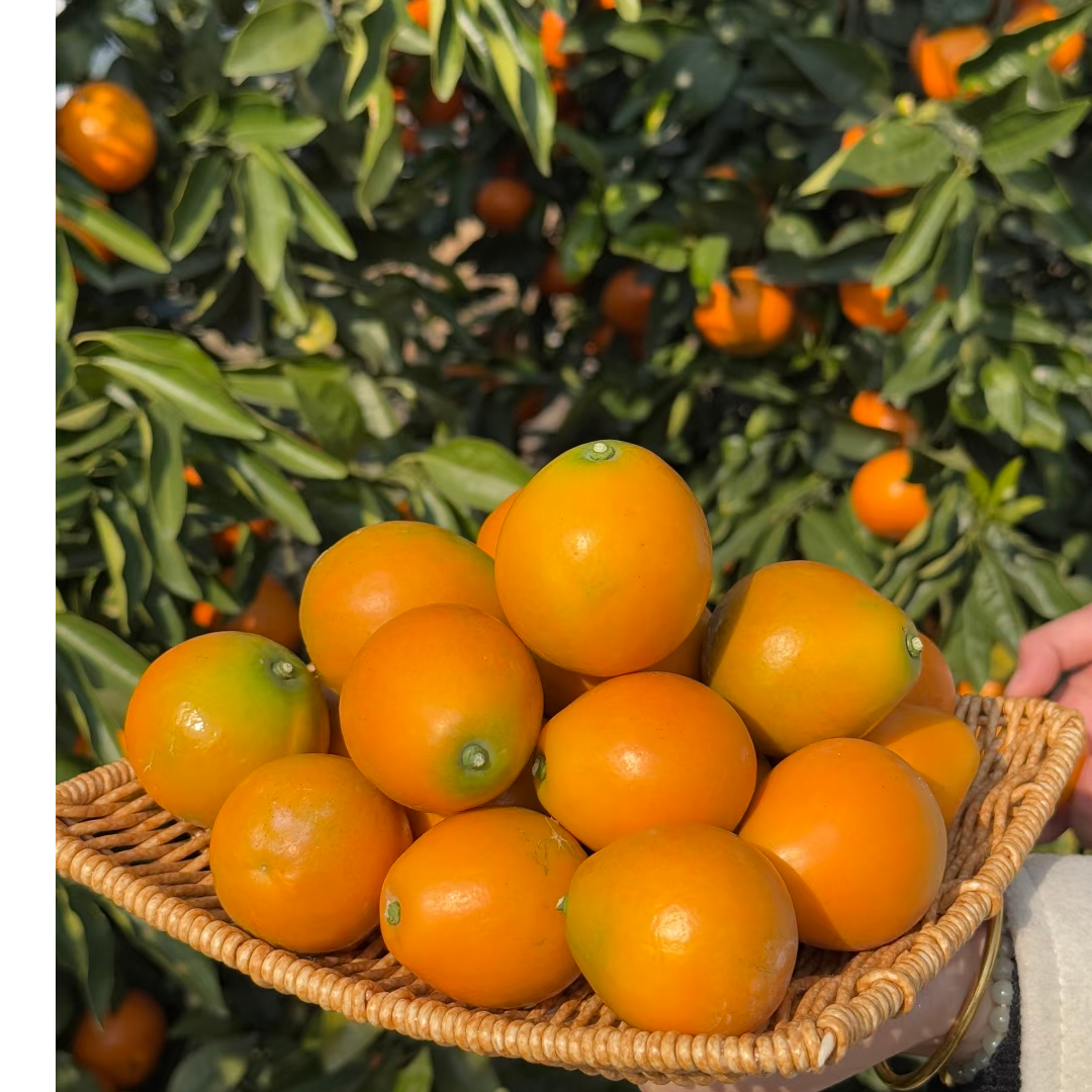 大凉山第三代脆蜜金桔纯甜无酸现摘现发新鲜水果