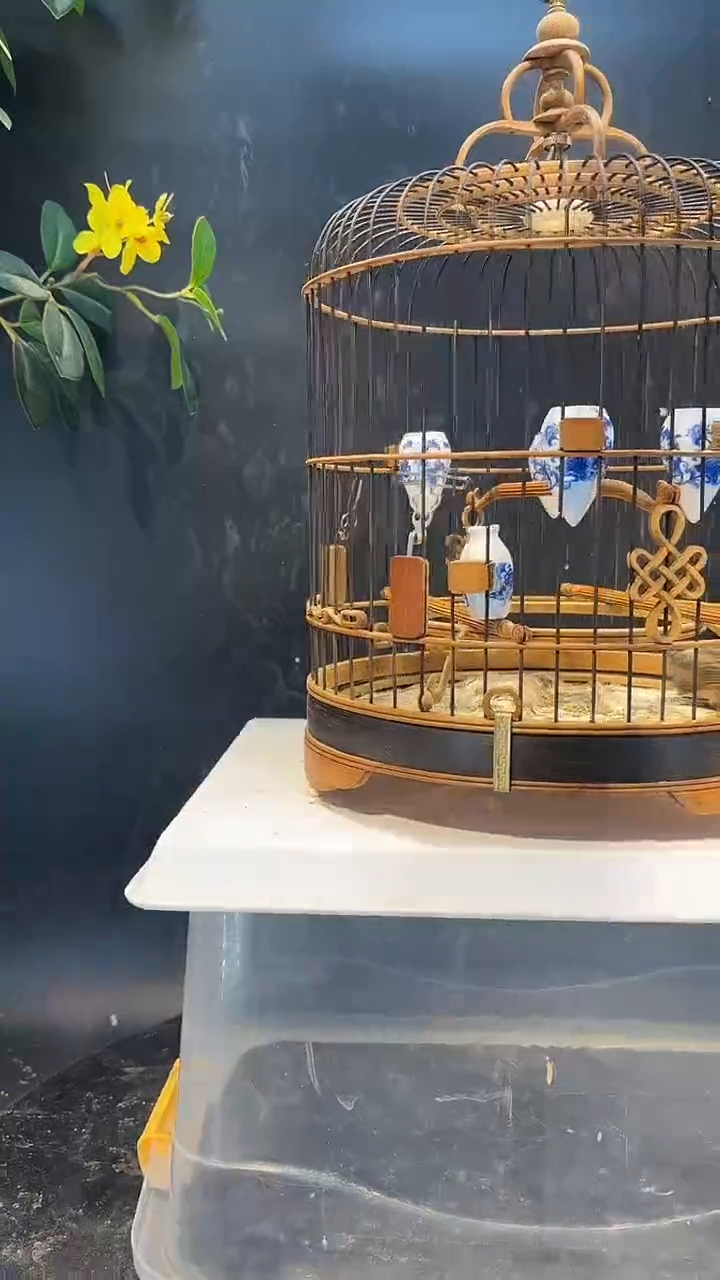 51号 红子 养笼  0元起拍