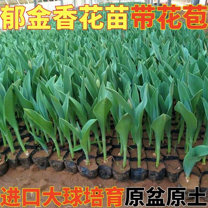 育苗郁金香花苗郁金香不怕冷室内工程阳台耐寒庭院内外