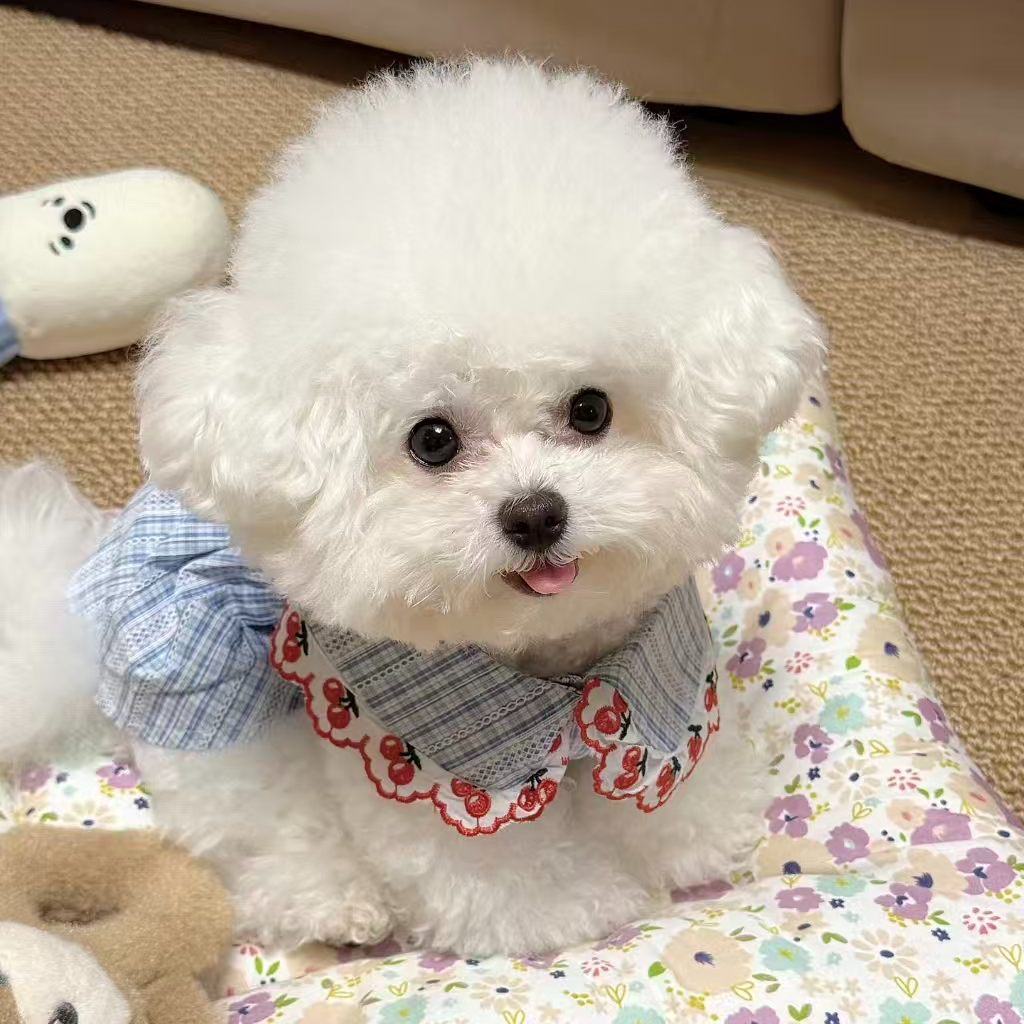 呆萌比熊宝宝活体专用链接