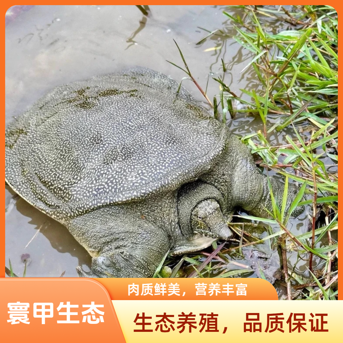 生态散养甲鱼三只共6-7斤黑青花中华鳖生猛水老鳖顺丰冷链到家