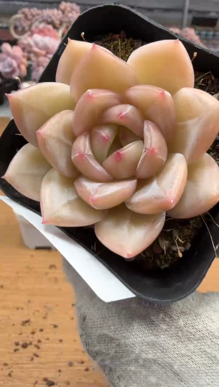 东云多肉园三店-121