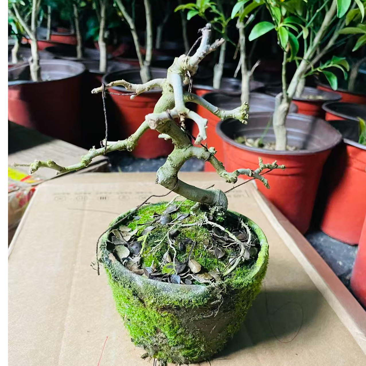 白蜡清新美观绿植盆栽