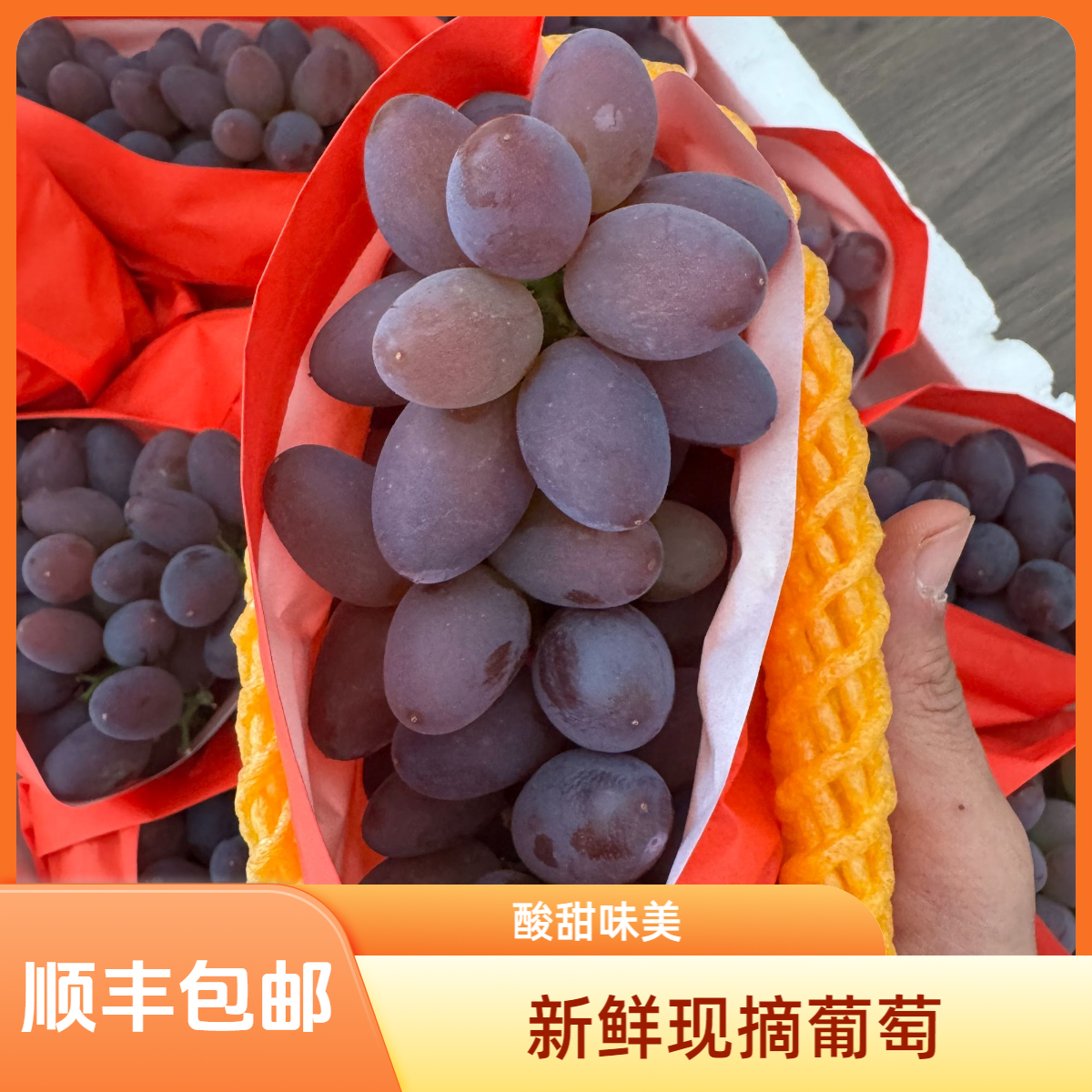 郁金香葡萄【掉粒属正常现象】1.5斤-2.5斤装顺丰包邮送货到家新鲜辽宁省
