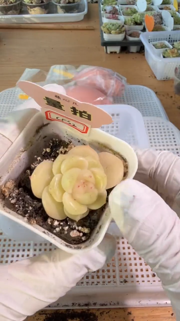 CFS2 单双混 五方一盆 量拍混发