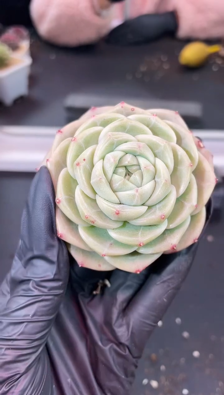 闪购1226 白胖胖多肉一颗  6厘米