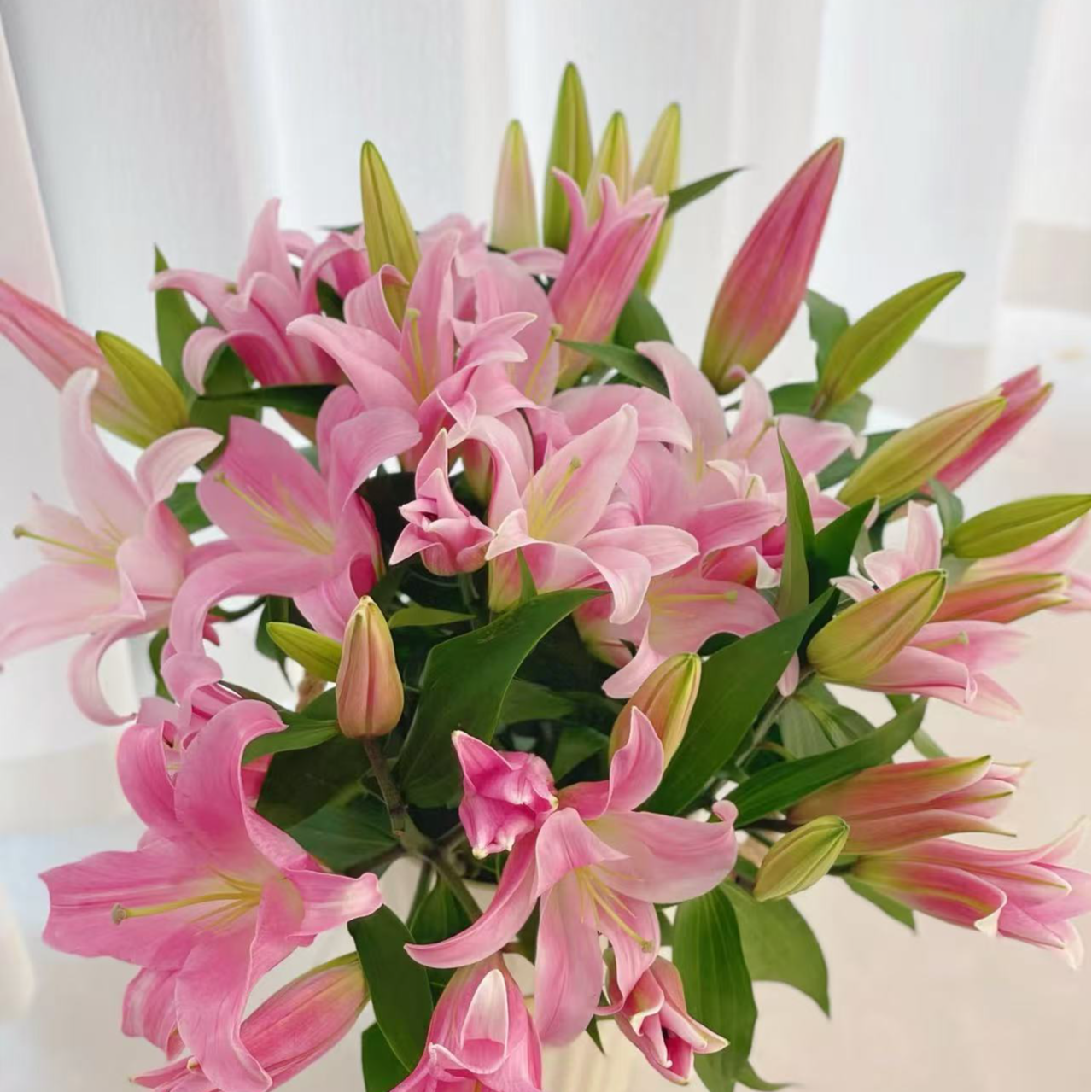 香水百合四季开花浓香型盆栽基地直发