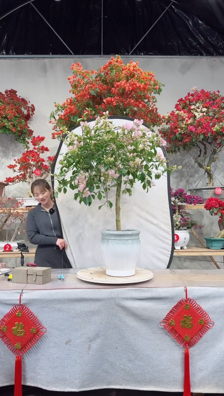 【闪购商品】盆景佩德罗