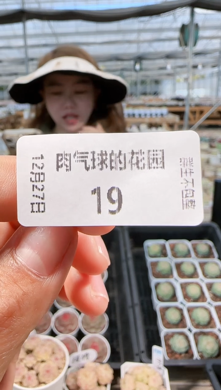 悠**心 1227-19找海燕要多肉量拍任意发一颗群生不包整