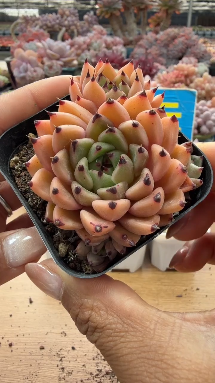 东云多肉园二店-135