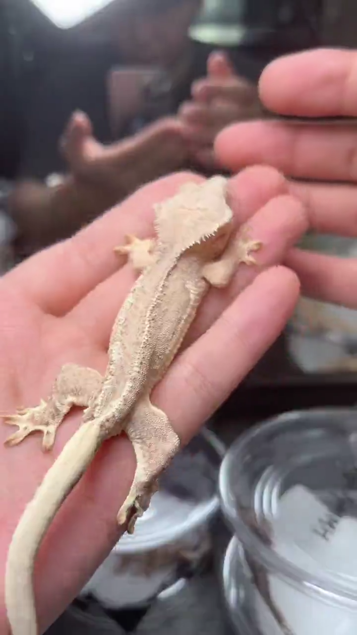 睫角守宫睫角守宫B38
