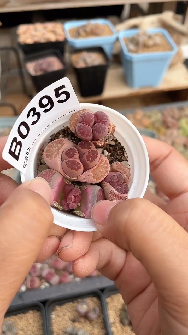【闪购商品】0395直播一物一拍