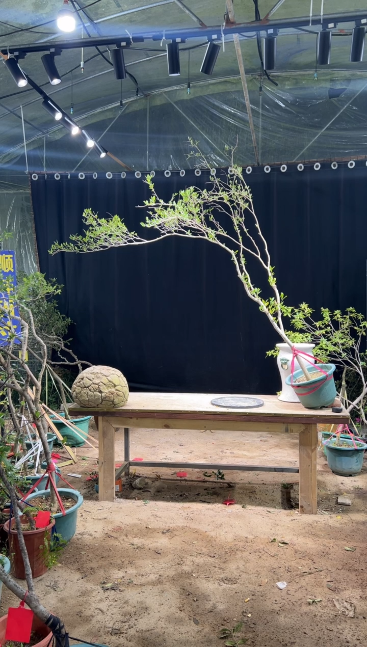 无花朵S*H海岛栀子花