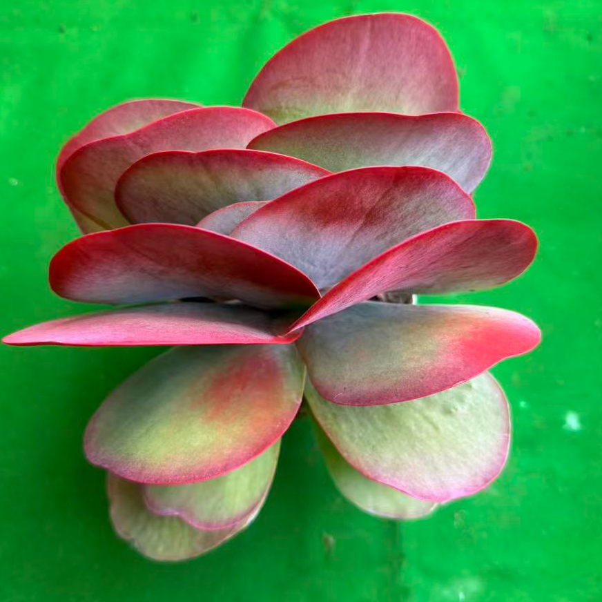 唐印   云南昆明勺滇滇多肉种植园多肉好样好货新手好养好活。