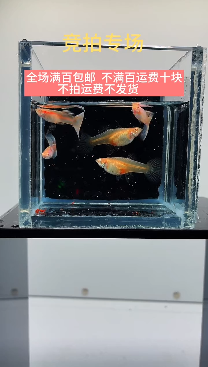 孔雀鱼艾尔银蓝尾三公两母-49