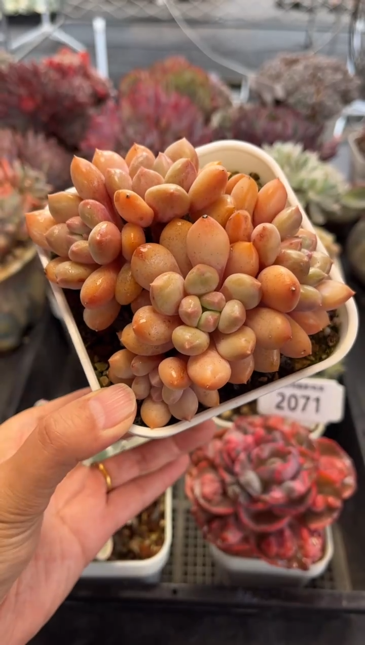 2072（满30包邮，天冷必拍保温箱）