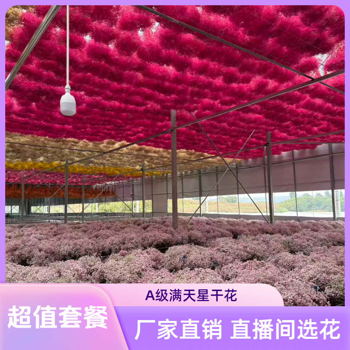 A级永生满天星干花厂家直销花店拿货客厅装饰 三把装 直播间自选