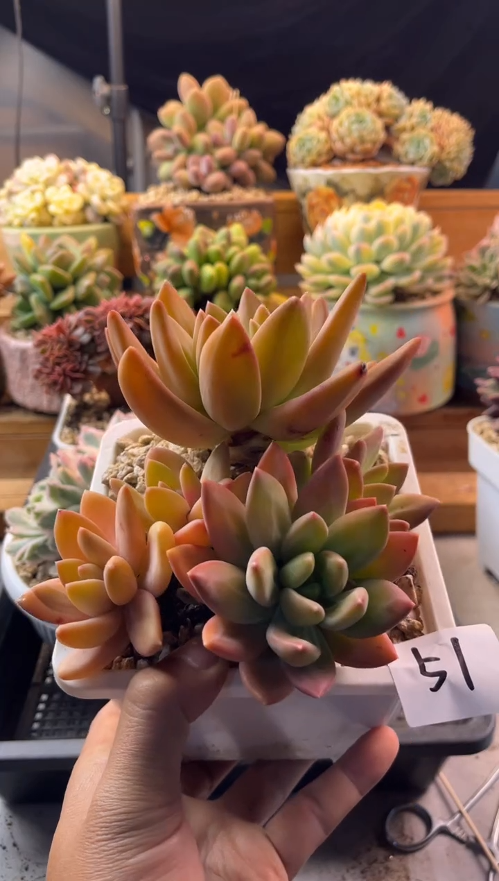 51海洋之歌111111111