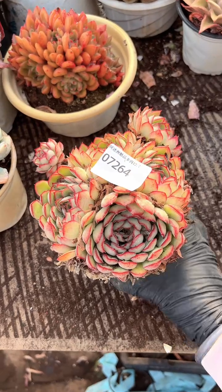 @****?多肉植物一物一拍07264