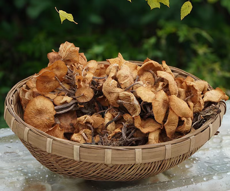 重庆自然疙头菌青杠菌晒干干货煲汤食用菌菇特产