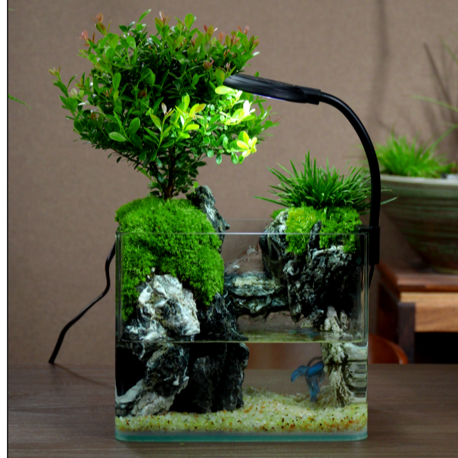 20长A方缸小叶赤楠青龙石中式造景成品可养鱼