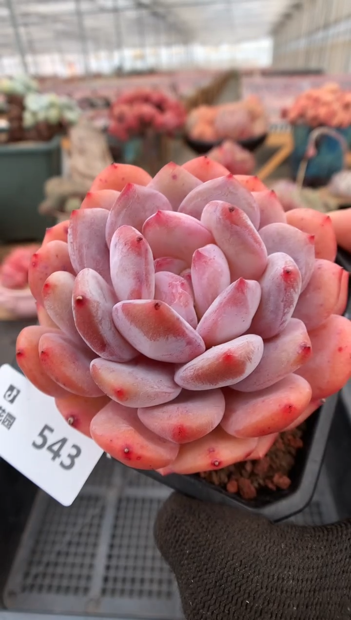 【闪购商品】543雪天使一物一拍