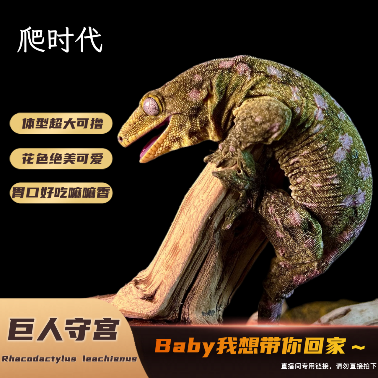 【爬时代】巨人盖勾亚睫角守宫莉莉白萌宠新手入门懒人爬宠