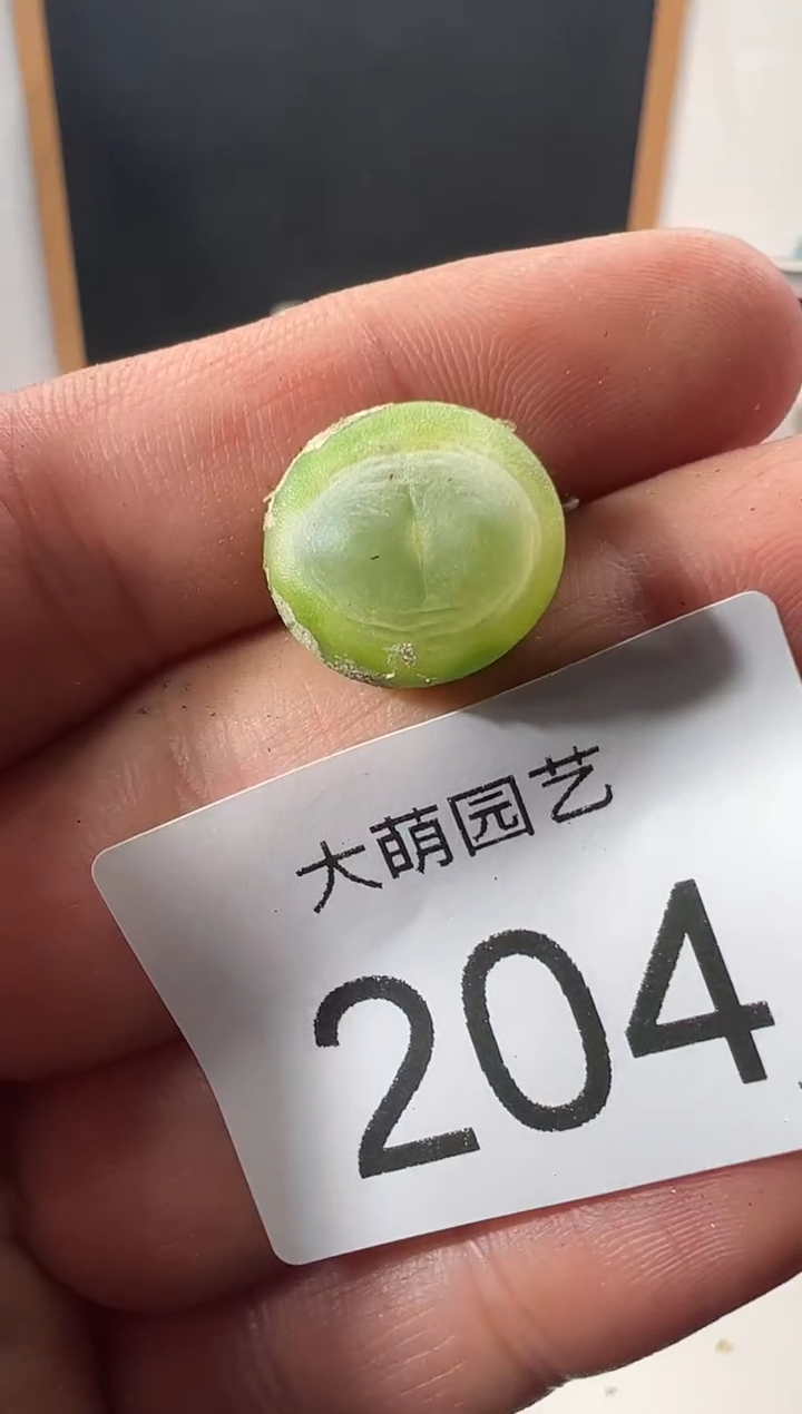 一物一拍          204