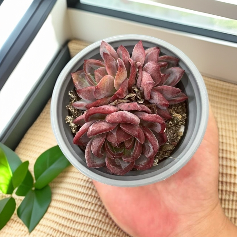 精品夜魔侠9厘米盆整群老桩多肉