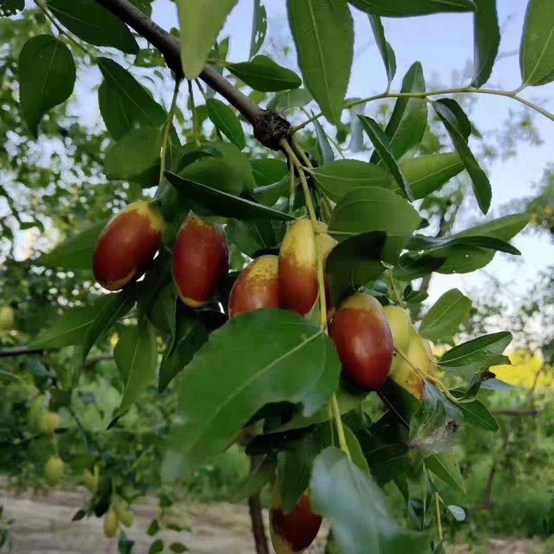 新鲜马牙枣 本地农家种植新鲜采摘新鲜发货脆甜可口包邮到家北京市