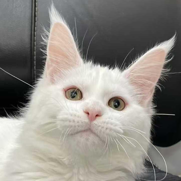 来了姊妹-纯白缅因猫 弟弟 7