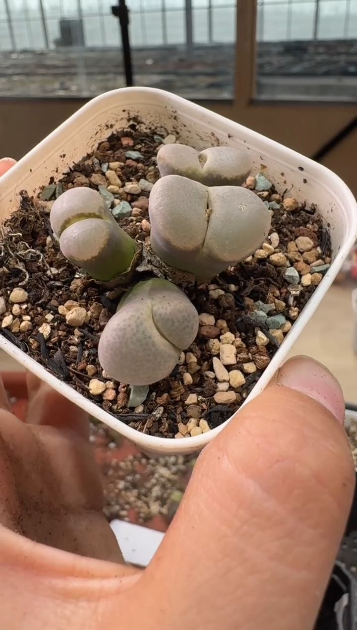 25-87多肉植物肉锥