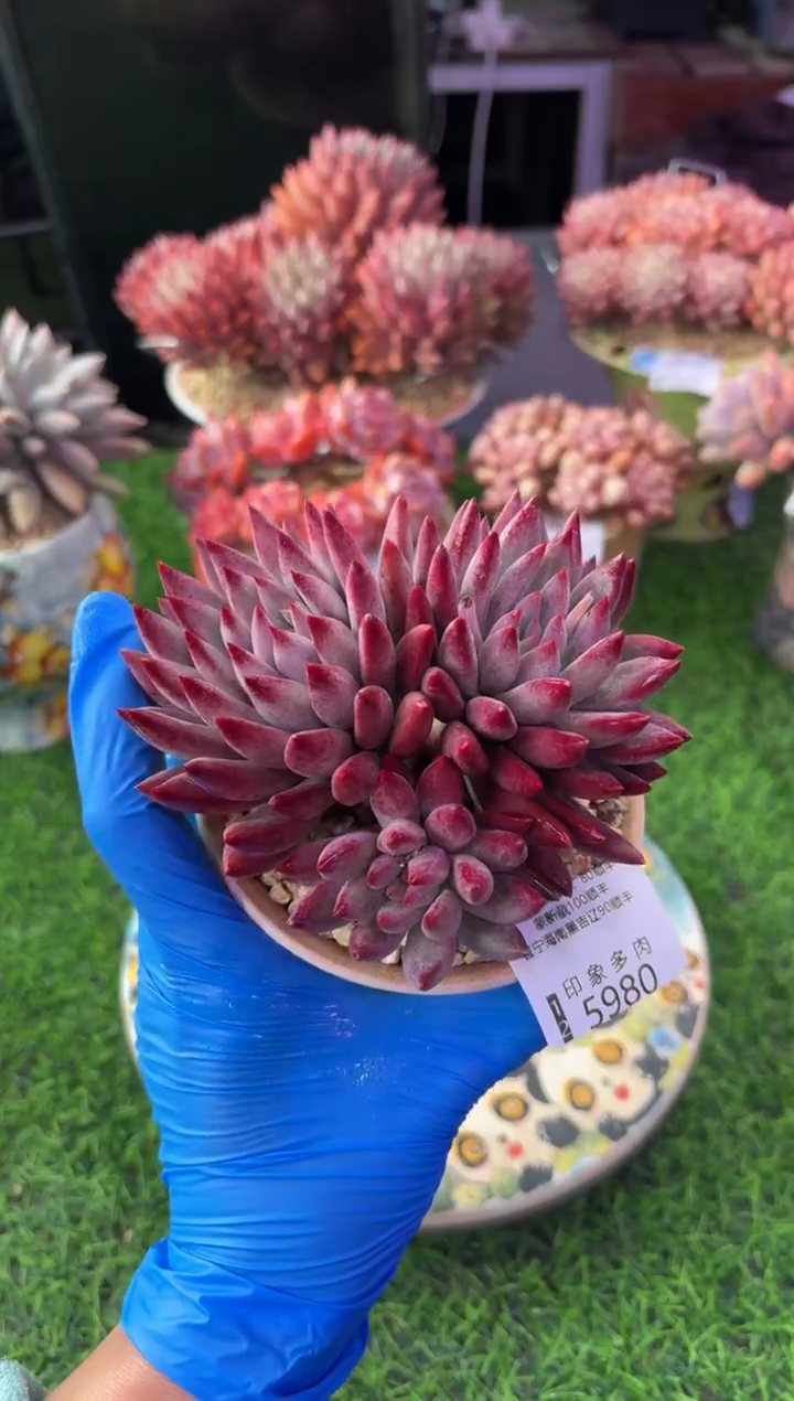 昆明印象多肉5980