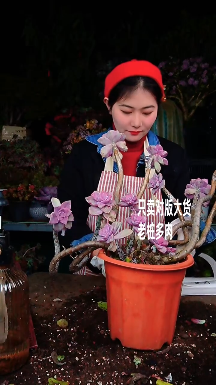 【闪购商品】超老桩紫乐4号