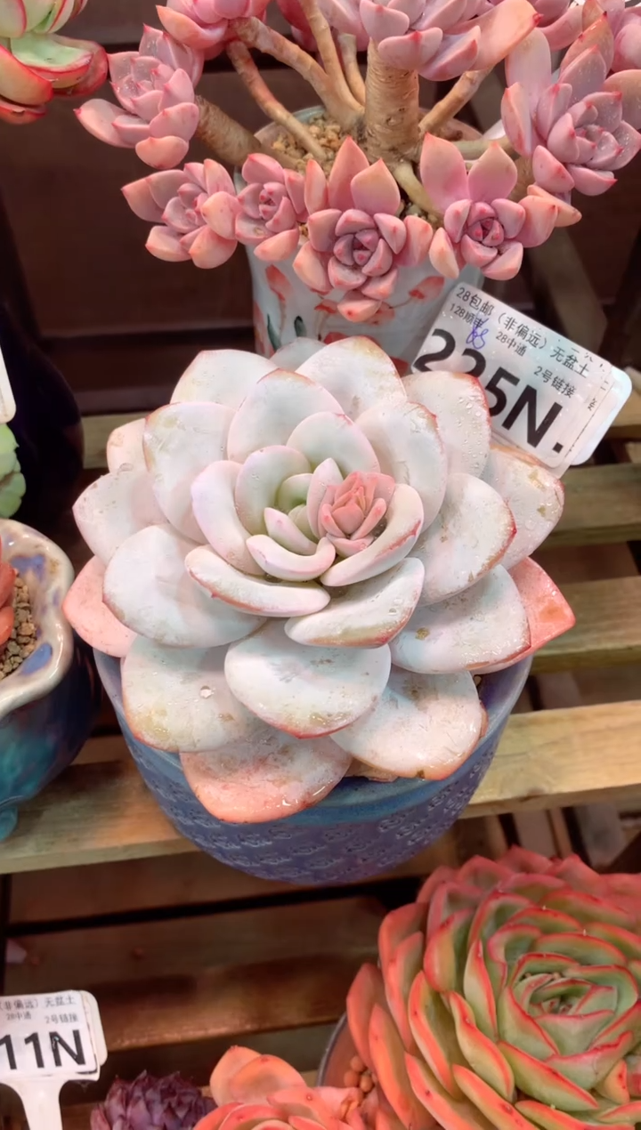 225N（一物一拍，精品多肉，所见即所得 ）