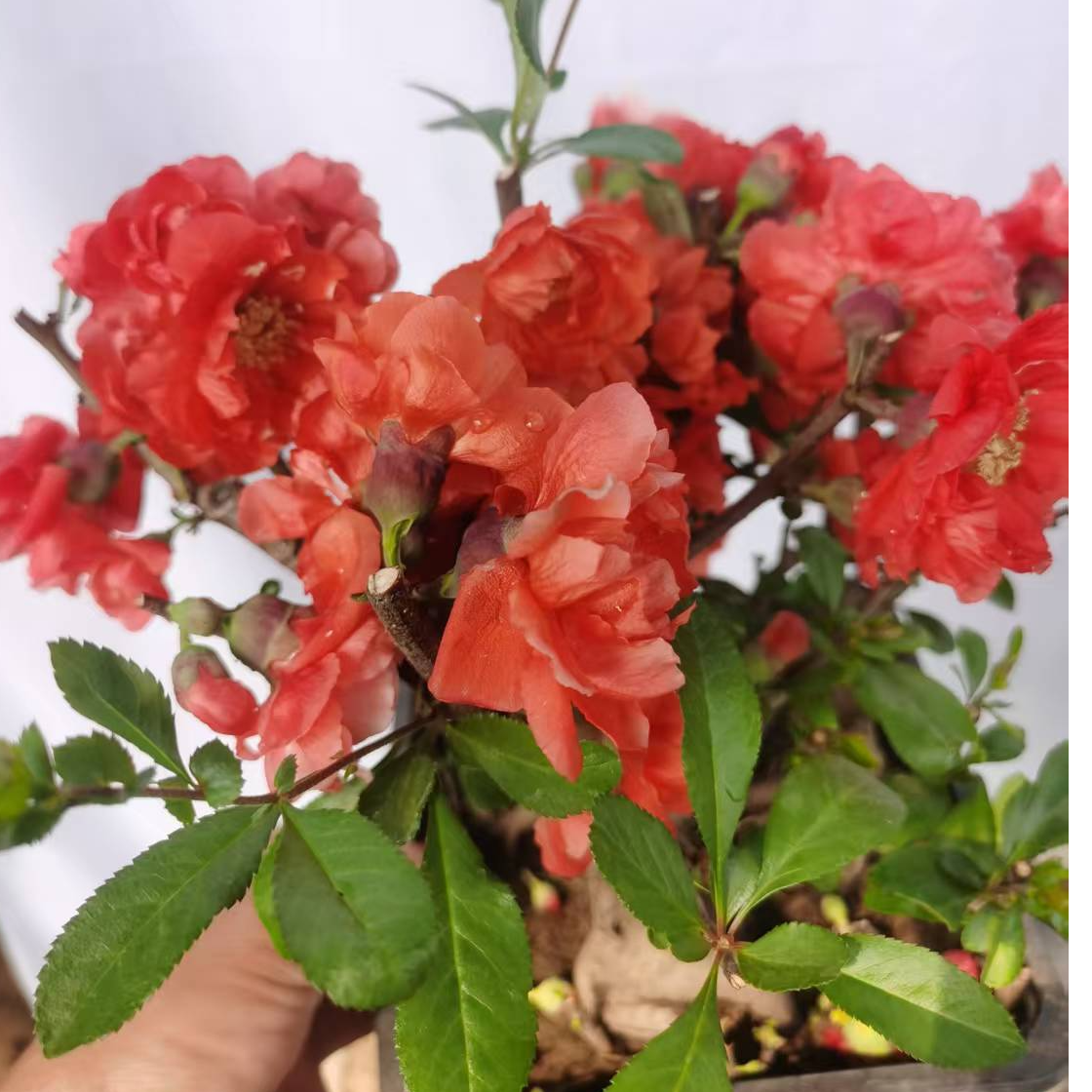 老鸦柿盆景盆栽 海棠盆景 直播选货一物一拍