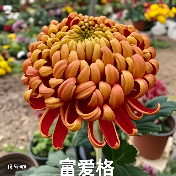 案头独本原盆带花【富爱格】九月菊花好养耐热耐寒大花秋冬多年生